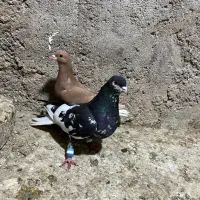 چپ غرغاب|پرنده|شیراز, شهرک صنعتی شیراز|دیوار