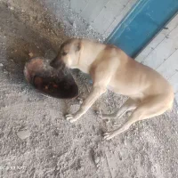 توله ماده سرابی