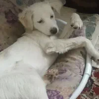 اشپتیز|سگ|اصفهان, عمان سامانی|دیوار