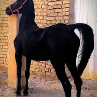 فروش چهار راس اسب مادیان فوق العاده سرو دمگیر جنس|اسب و تجهیزات اسب‌سواری|تهران, آذری|دیوار