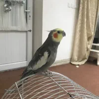 طوطی سوخنگو