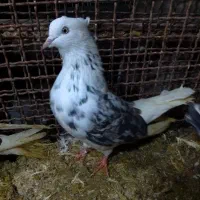 تعدادی کفترساعت بالا تیرماهی