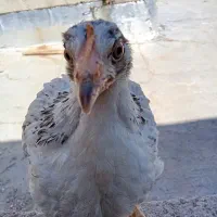 جوجه محلی