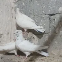 کفتر|پرنده|نقده, |دیوار