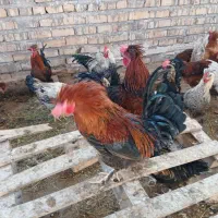 بوقلمون نر وخروس تعدادبالا فروشی|حیوانات مزرعه|کاشان, مشکات|دیوار