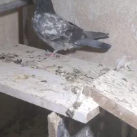 دو تا کبوتر گرفتنی