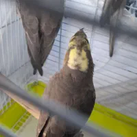 عروس هلندی|پرنده|قدس, شهرقدس|دیوار