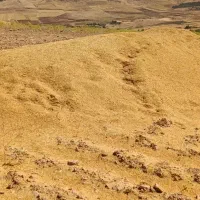 کاه عدس
