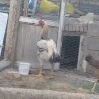 خروس لاری|حیوانات مزرعه|تبریز, |دیوار