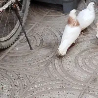 کفتر کبوتر طوقی