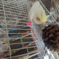 فروش دو عدد عروس هلندی نر و ماده