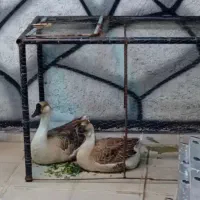 قو غاز اوکراینی اصل جفت