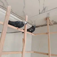 کبوتر کله ماستی گرو