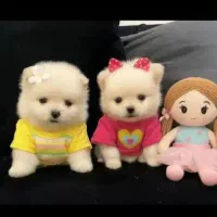 توله شیتزو وارداتی