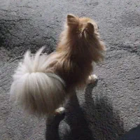 سگ پامر|سگ|اصفهان, خرم|دیوار