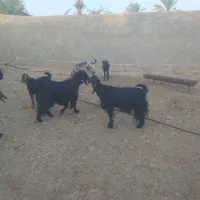 کهره نر چاق و بز چاق|حیوانات مزرعه|کازرون, |دیوار