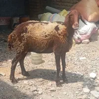 گوسفند ۳سال خشک برای قربانی