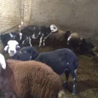 قوچ جنس دار دوسال