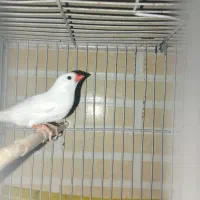 یک عدد فنچ نر