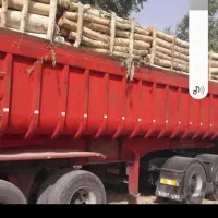 خریدار چوب درختان اوکلاتوس مورت وبرهان|خدمات باغبانی و درختکاری|مسجد سلیمان, |دیوار