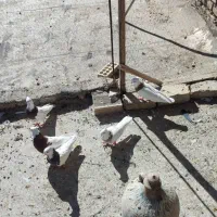 طوقی کرمانشاه قاب ضمانت|پرنده|خمینیشهر, |دیوار