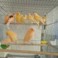 قناری موزاییکی اورجینال