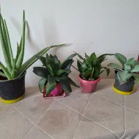 گلهای خانگی ۷۰هزار تومانی