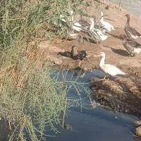 فروش تعدادی اردک روسی وغاز محلی وجوجه دوماه لاری