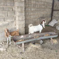 دو عدد کهره گلابی