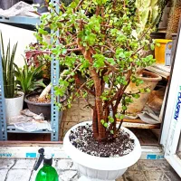 گل،خرفه، بونسای