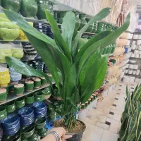 گل آپارتمانی برگ عبایی ابایی سانسوریا پتوس آگلونما|گل و گیاه طبیعی|قم, ولیعصر|دیوار