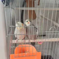 عروس هلندی|پرنده|تهران, هفده شهریور|دیوار