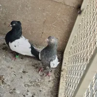 سینه سیاه ماده سینه سار نر