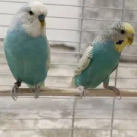 فروش مرغ عشق همراه باقفس|پرنده|محمدبار, |دیوار