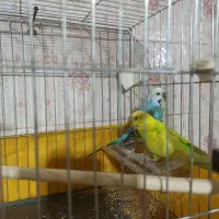 یه جفت مرغ عشق معاوضه با عروس هلندی|پرنده|تهران, خاک سفید|دیوار