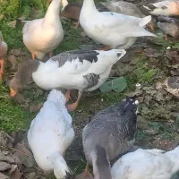 فروش غاز|حیوانات مزرعه|چاف و چمخاله, |دیوار