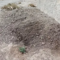 فروش مستقیم کود خشک قفسی بلدرچین( تولید کننده)|خدمات باغبانی و درختکاری|قم, جمکران|دیوار