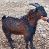 کهره نر چاق