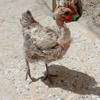 مرغ محلی وارک
