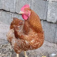 خروس|حیوانات مزرعه|رستمآباد, |دیوار