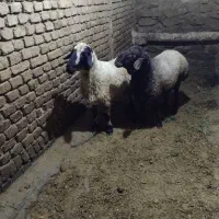 فروش دوعدد بره قوچ سرک دار