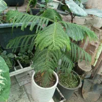 گل کاج مطبق یک عددسرحال وخشکل|گل و گیاه طبیعی|سبزوار, شرق کال جنوبی (شمس آبادی)|دیوار