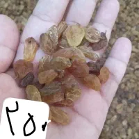 شره انگور  کشمش|خوردنی و آشامیدنی|کرج, شعبان‌آباد|دیوار