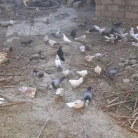 فروش تمام کبوتر ها یک جا|پرنده|نقده, |دیوار
