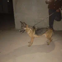 سگ چرمن ژپر