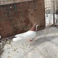 شصتی سرخ نر