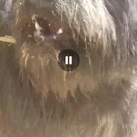 سگ ریشی|حیوانات|اصفهان, ملک‌شهر|دیوار