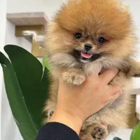 سگ های پامرانین مالتیز