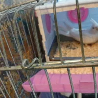 عروس هلندی جفت|پرنده|پاکدشت, پاکدشت (مامازند)|دیوار