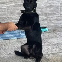 سگ ژرمن بلک میکس مالینوز